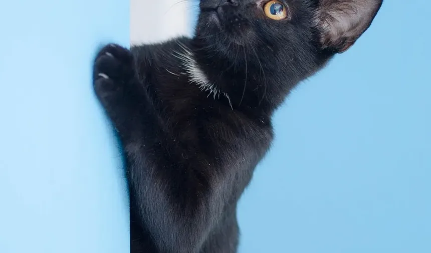 Como Tratar os Olhos Irritados do Seu Gato: Um Guia Completo