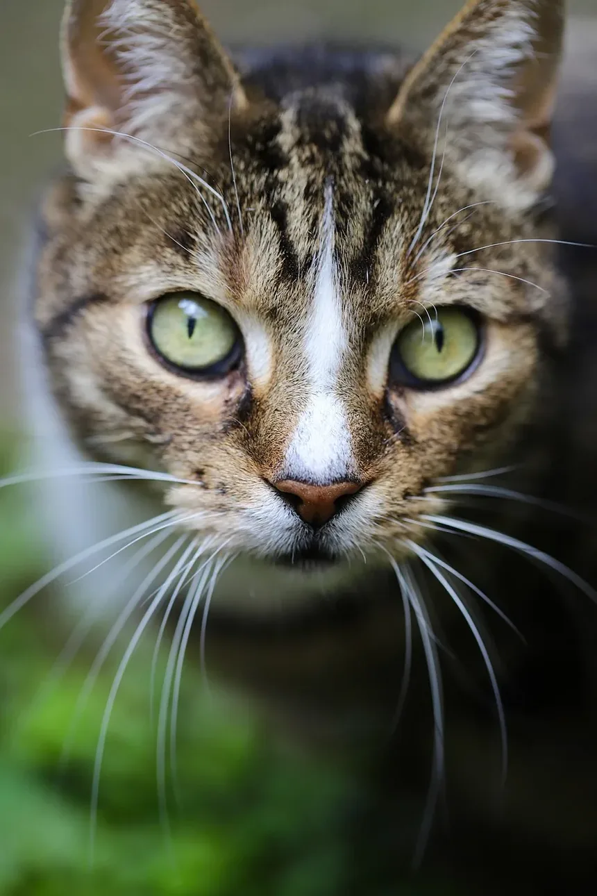 Como Manter um Gatinho Recém-Nascido Aquecido: Dicas Essenciais para o Cuidado