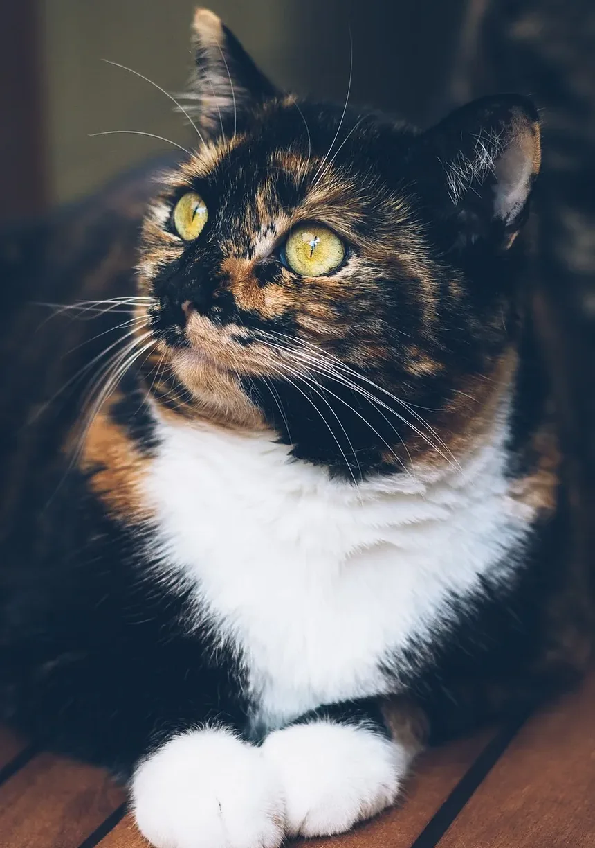 Como Manter um Gatinho Recém-Nascido Aquecido: Dicas Essenciais para o Cuidado