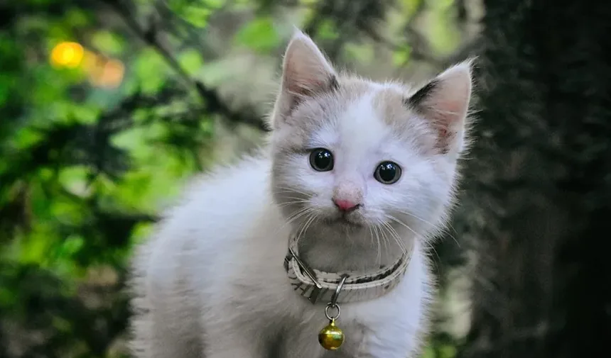 Como Manter um Gatinho Recém-Nascido Aquecido: Dicas Essenciais para o Cuidado