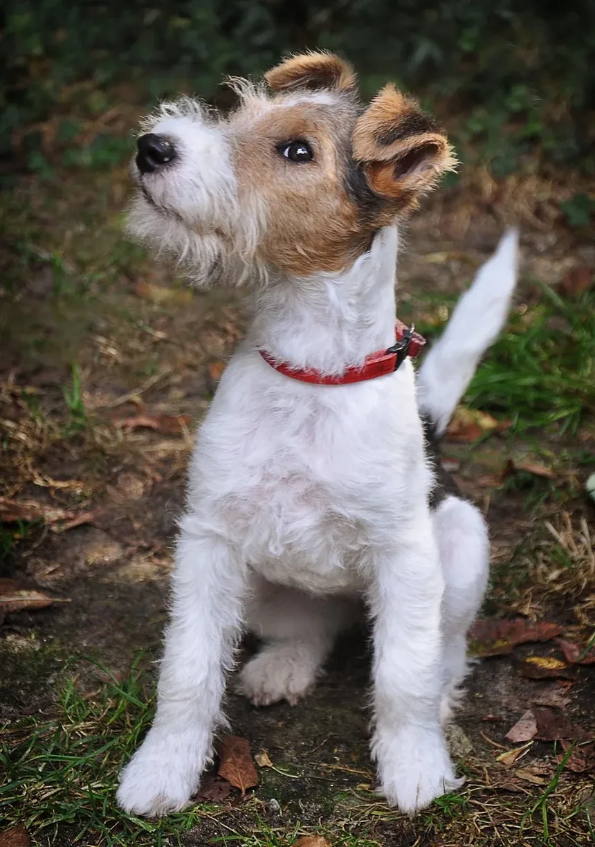Como Tratar Infecção de Pele em Cães: Um Guia Completo