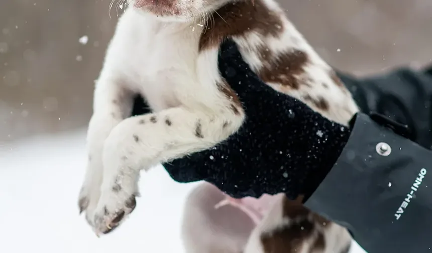Como Tratar Infecção de Pele em Cães: Um Guia Completo