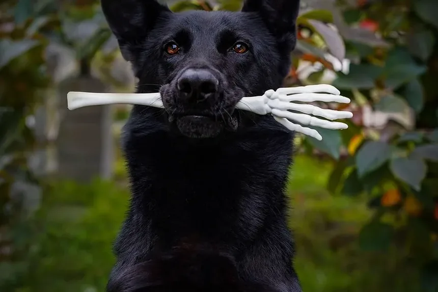Como Tratar Infecção de Pele em Cães: Um Guia Completo