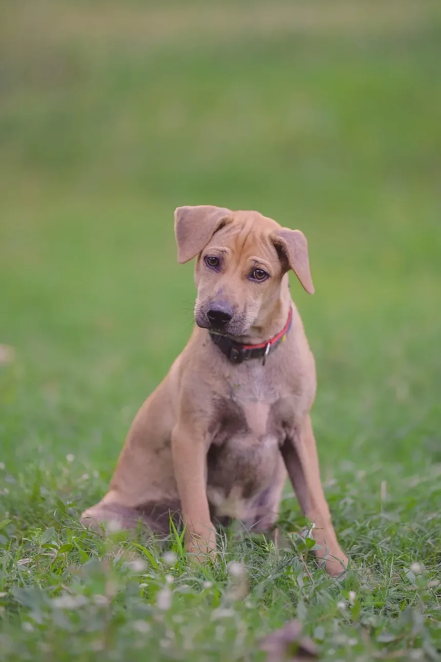 Quanto Tempo Demora para as Vacinas em Cães Fazerem Efeito?