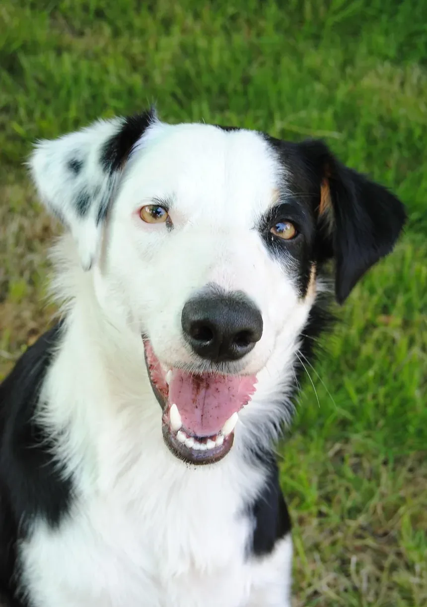 Quanto Tempo Demora para as Vacinas em Cães Fazerem Efeito?