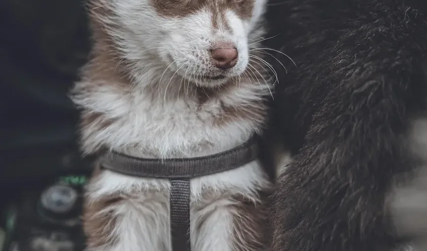 Quanto Tempo Demora para as Vacinas em Cães Fazerem Efeito?