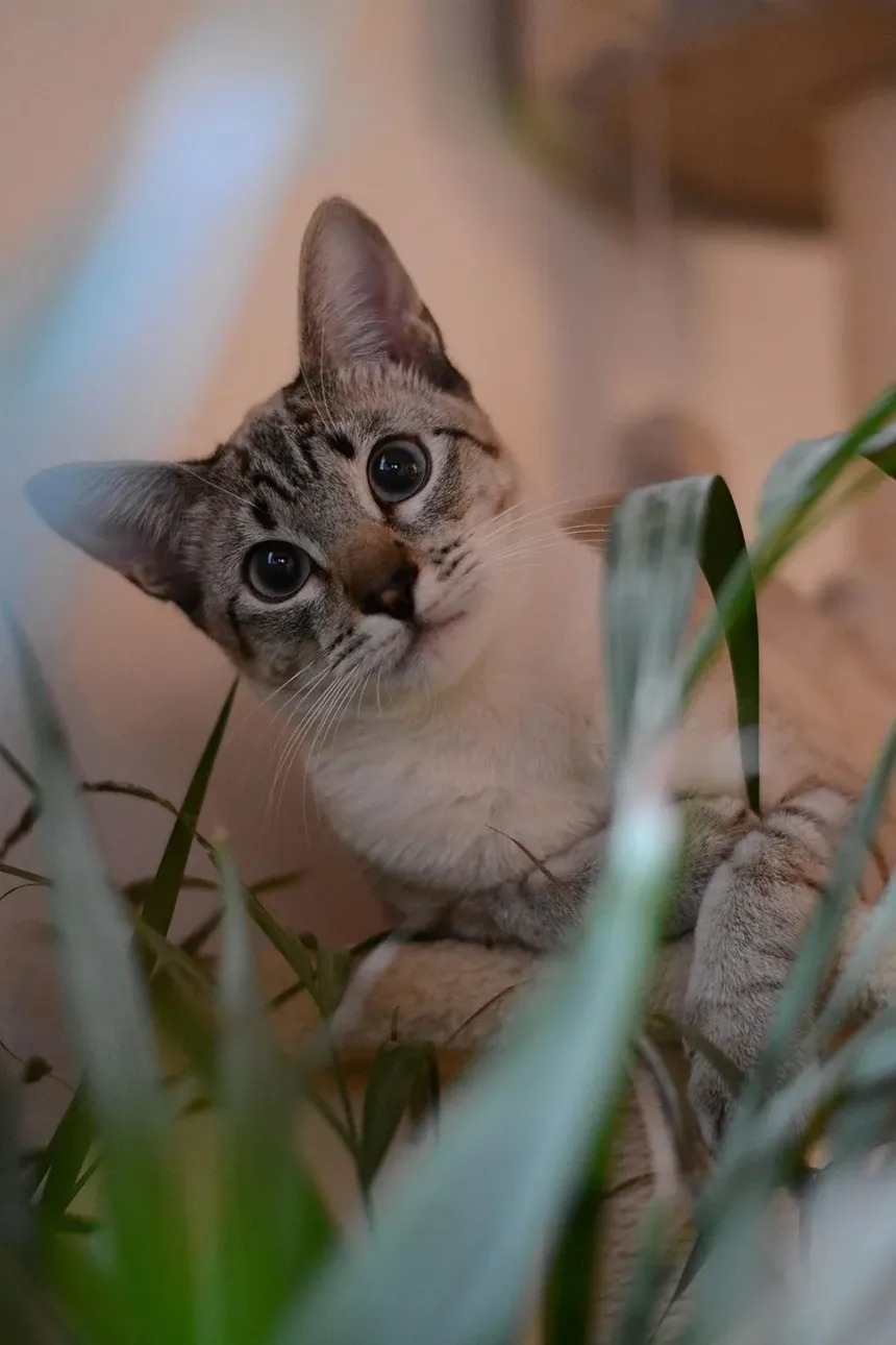 Quanto Tempo Demora para um Gato se Recuperar de um AVC?