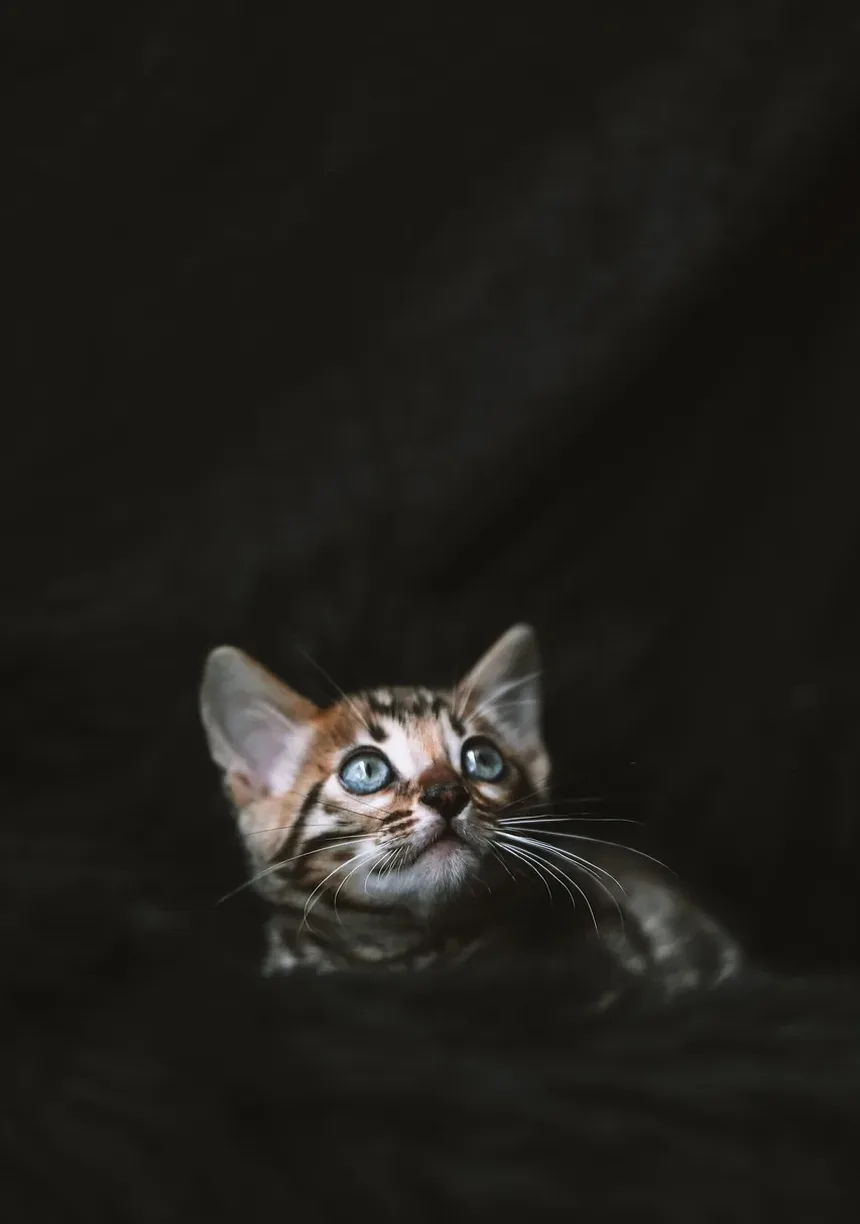 Quanto Tempo Demora para um Gato se Recuperar de um AVC?