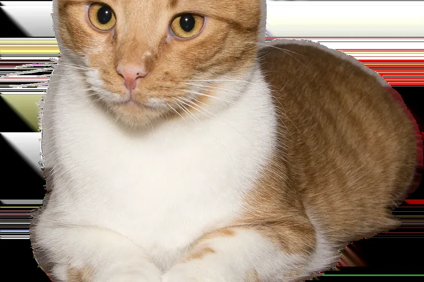 Quanto Tempo Demora para um Gato se Recuperar de um AVC?