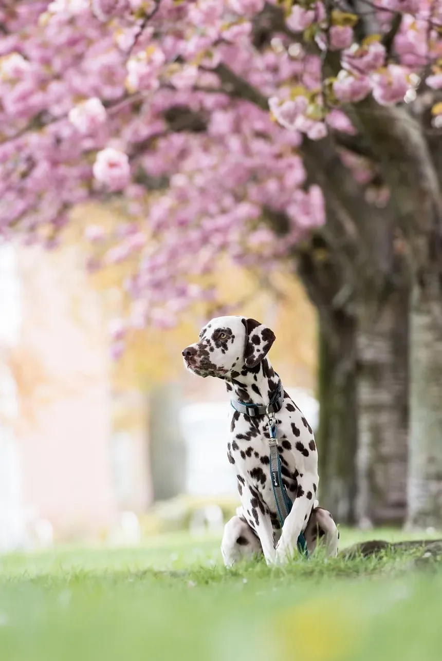 Quanto Tempo um Cão Sente Dor Após Cirurgia TPLO?