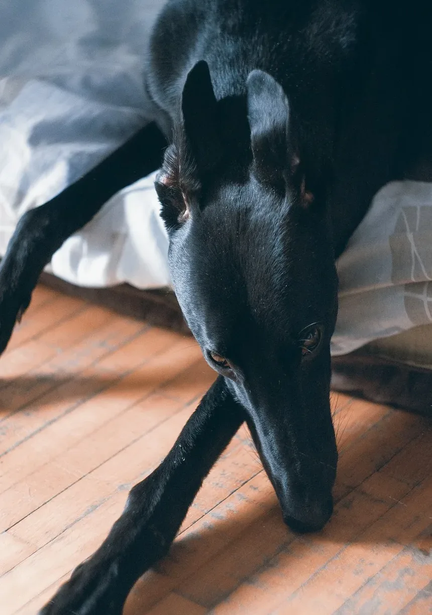 Quanto Tempo um Cão Sente Dor Após Cirurgia TPLO?