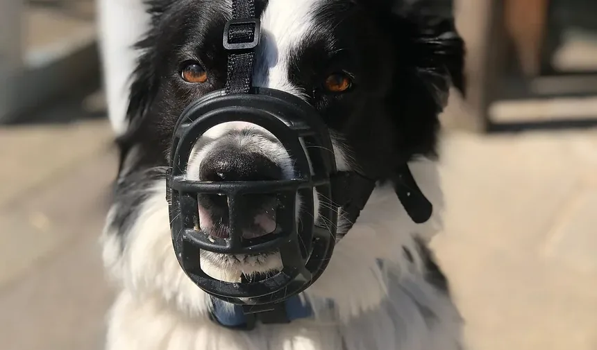 Quanto Tempo um Cão Sente Dor Após Cirurgia TPLO?