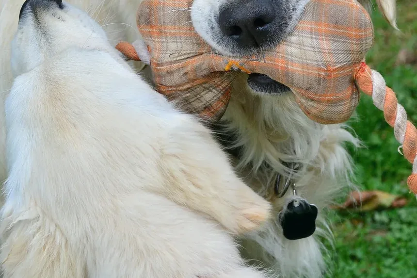 Quanto Tempo um Cão Sente Dor Após Cirurgia TPLO?