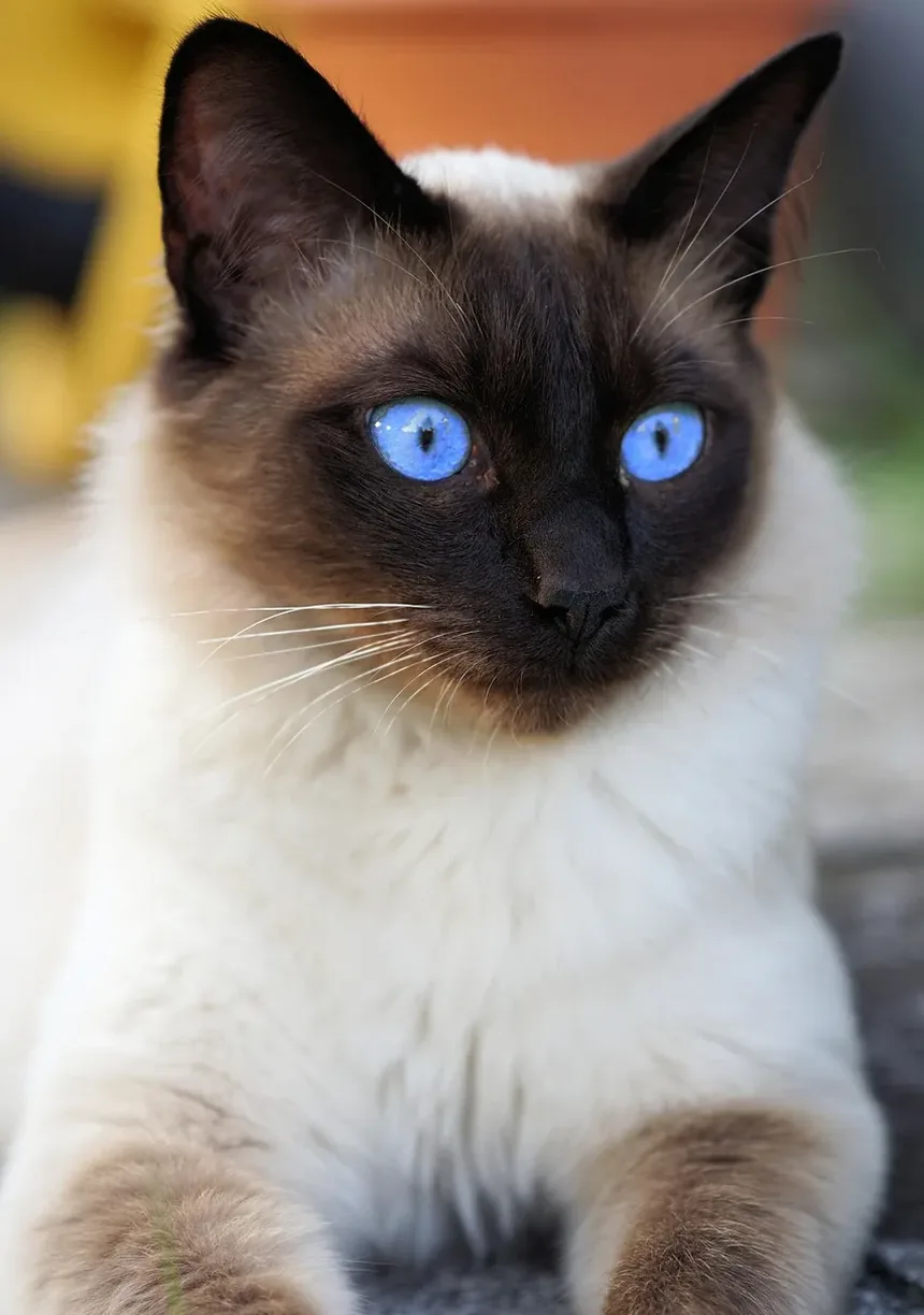 Com que frequência devo escovar meu gato de pelo médio?