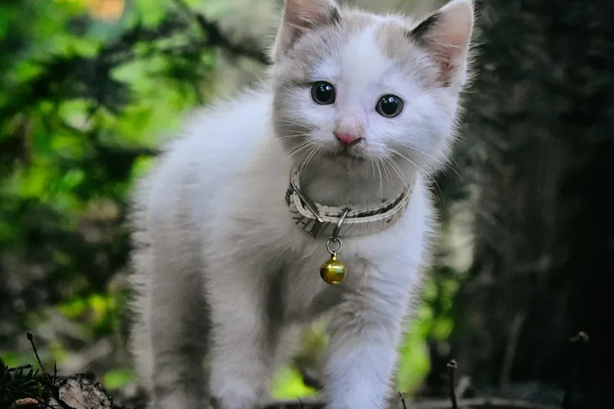 Com que frequência devo escovar meu gato de pelo médio?
