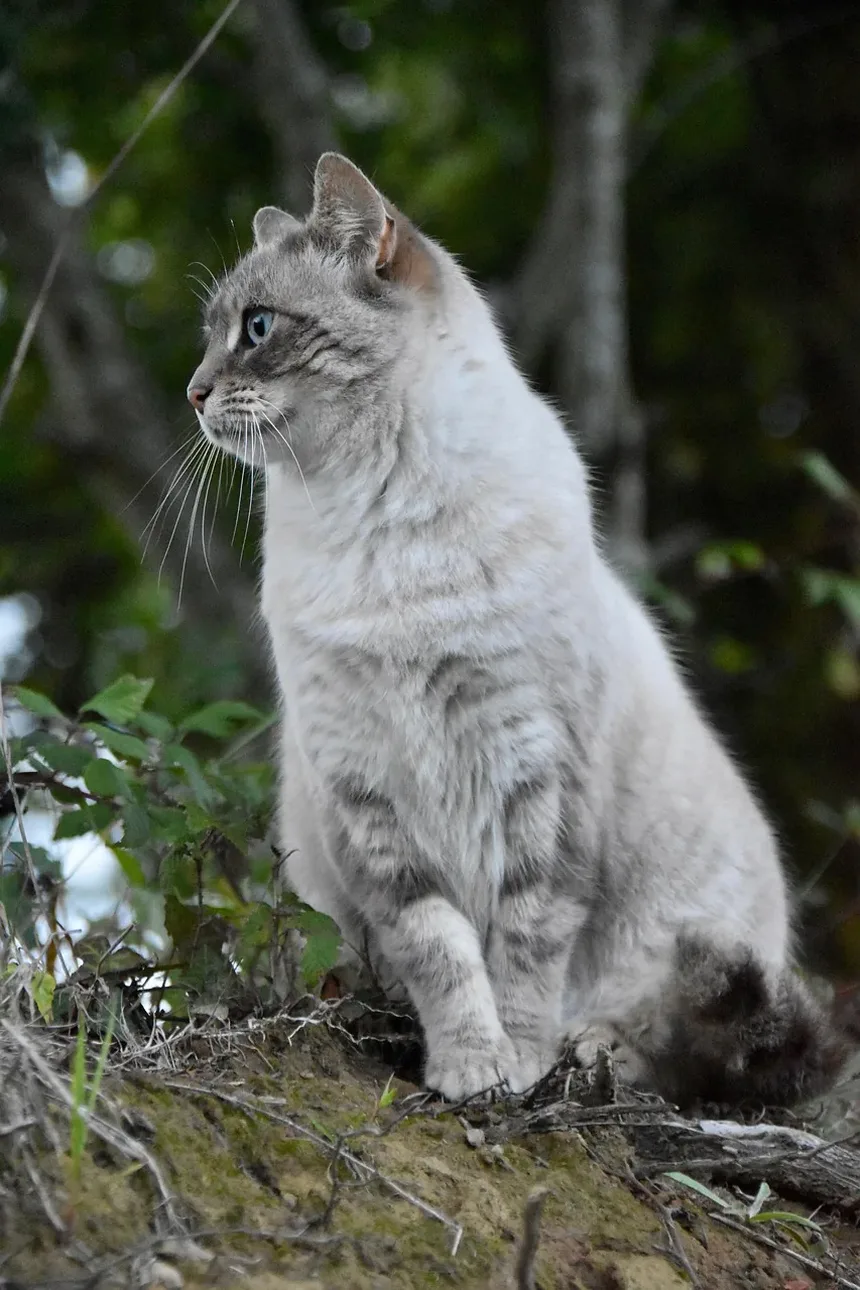 Com que frequência devo cuidar da higiene do meu gato? Um guia completo