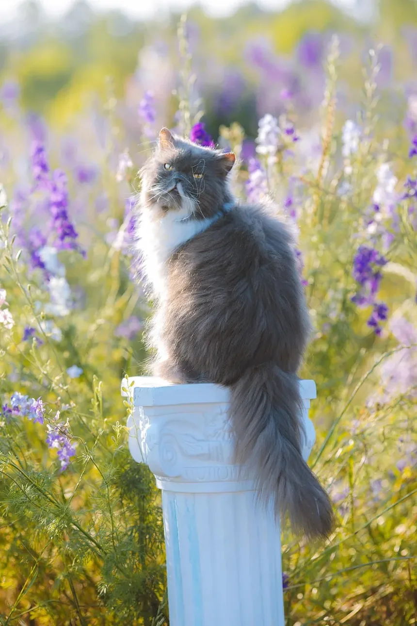 Como Escovar um Gato Difícil: Dicas e Técnicas
