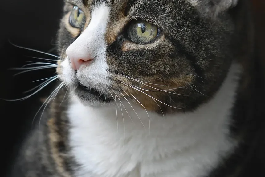 Como Escovar um Gato Difícil: Dicas e Técnicas
