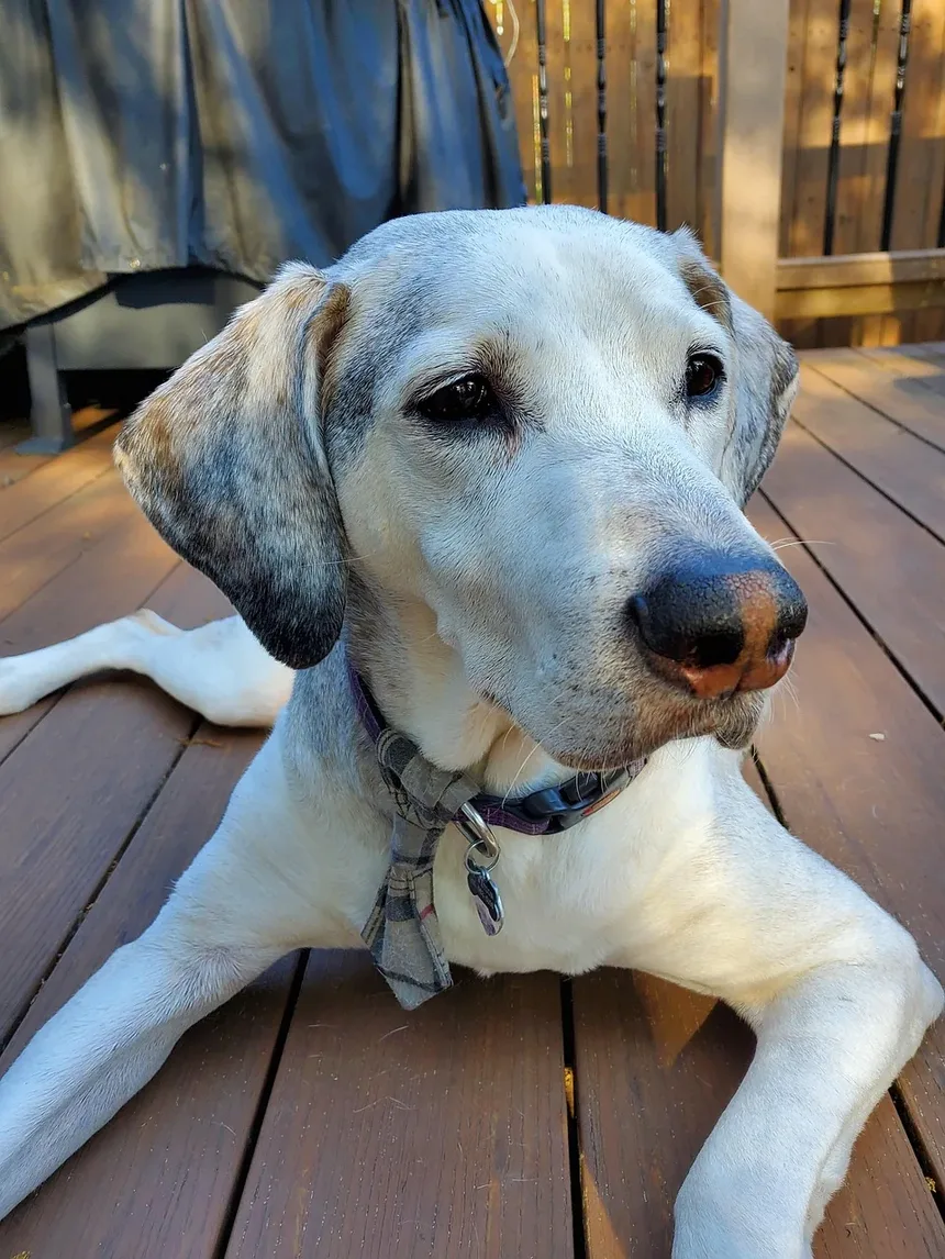 Como Acalmar um Filhote de Labrador Hiperativo: Estratégias Eficazes para o Treinamento