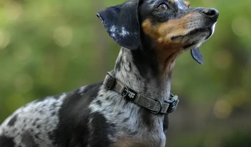 Como Acalmar um Filhote de Labrador Hiperativo: Estratégias Eficazes para o Treinamento