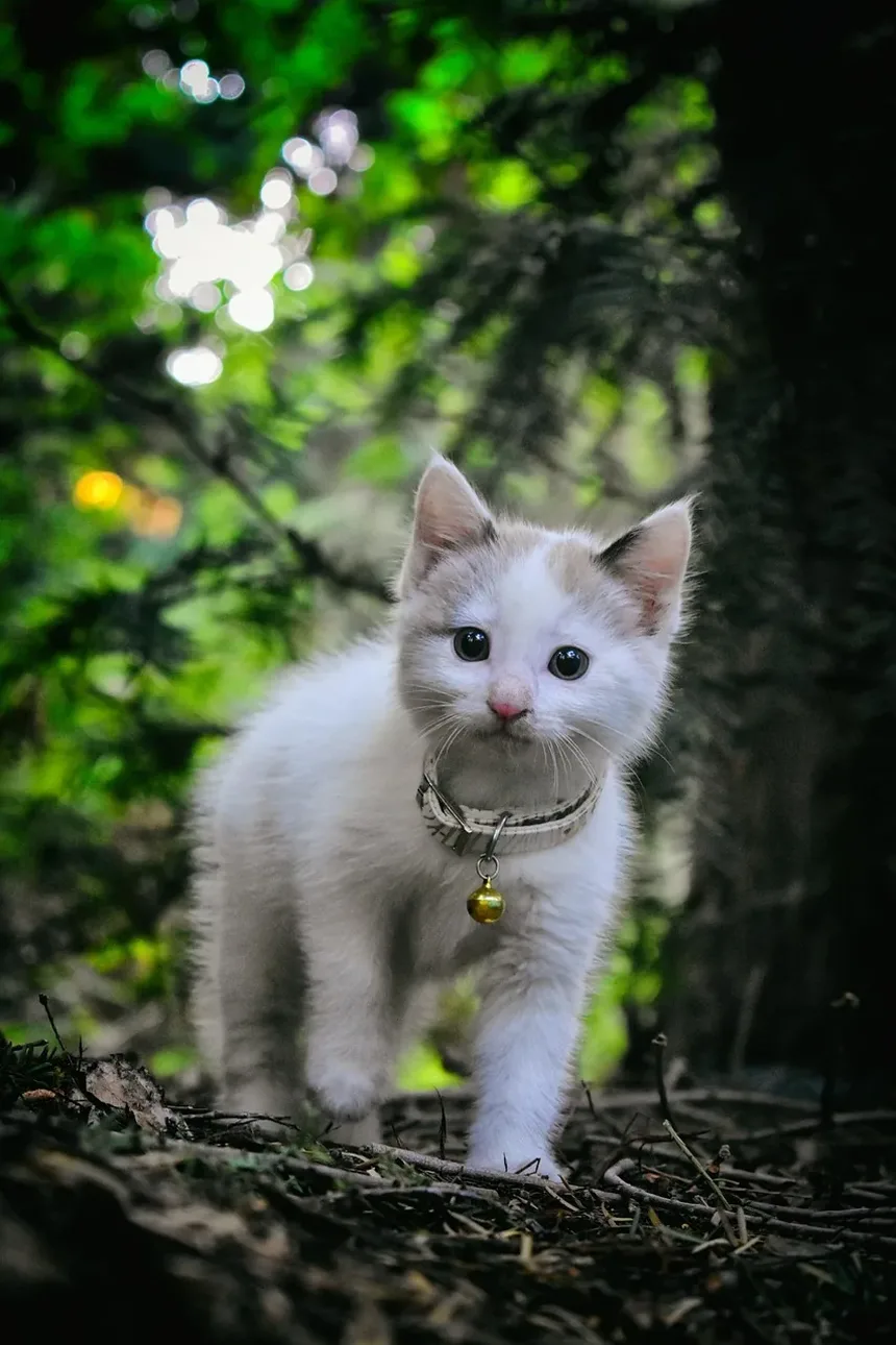 Como Cuidar de um Gatinho Recém-Nascido Sem a Mãe: Um Guia Completo
