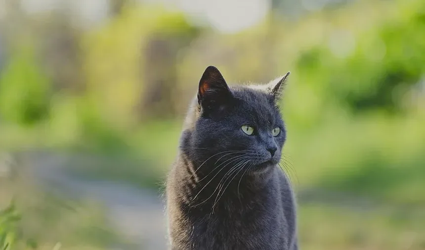 Como Cuidar de um Gatinho Recém-Nascido Sem a Mãe: Um Guia Completo
