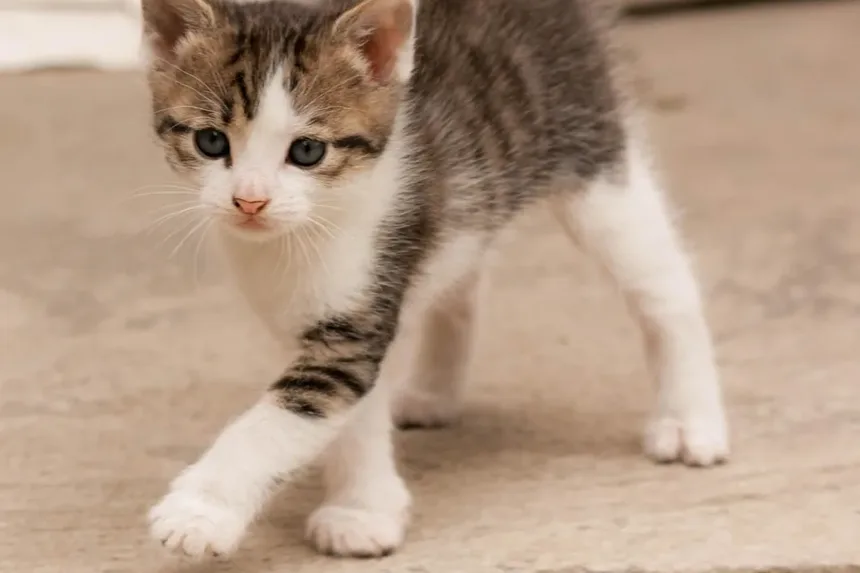 Como Cuidar de um Gatinho Recém-Nascido Sem a Mãe: Um Guia Completo