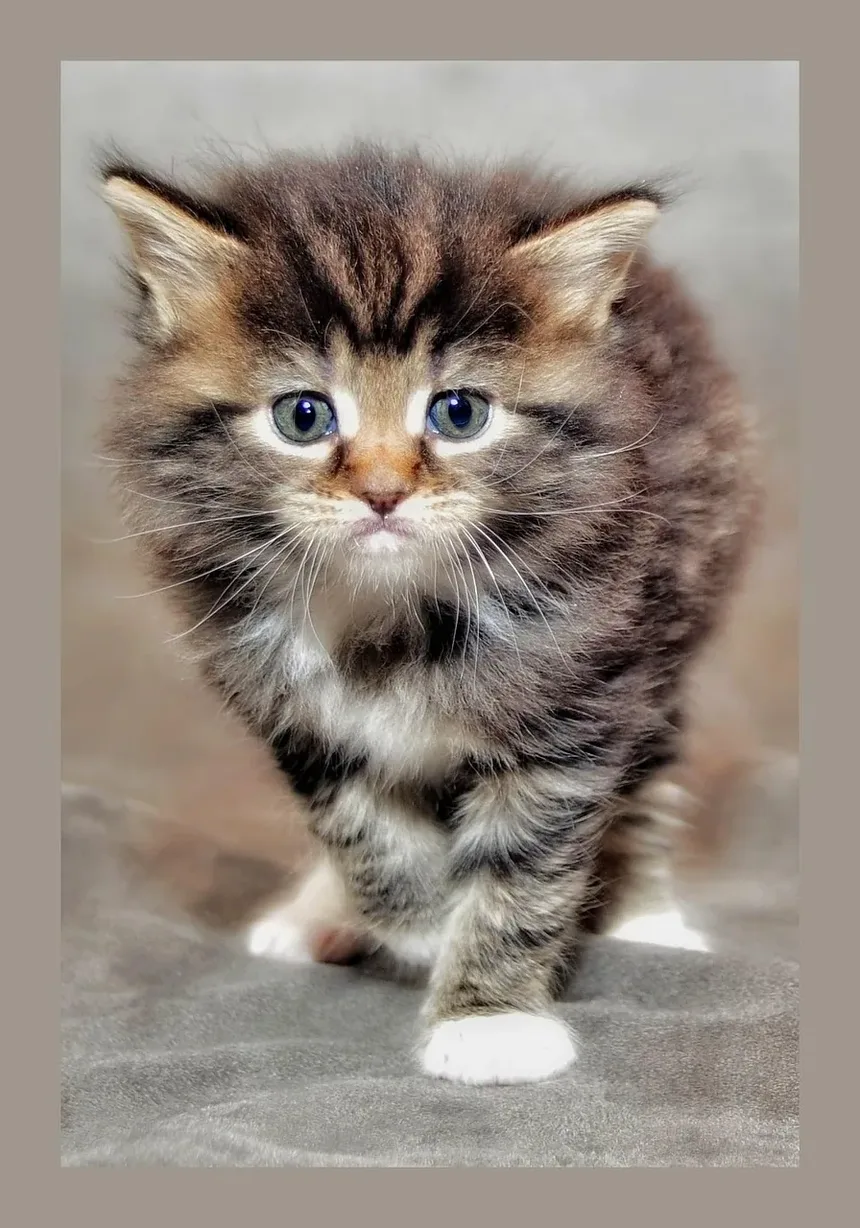 Como Cuidar de um Gato Filhote Recém-Nascido: Um Guia Completo