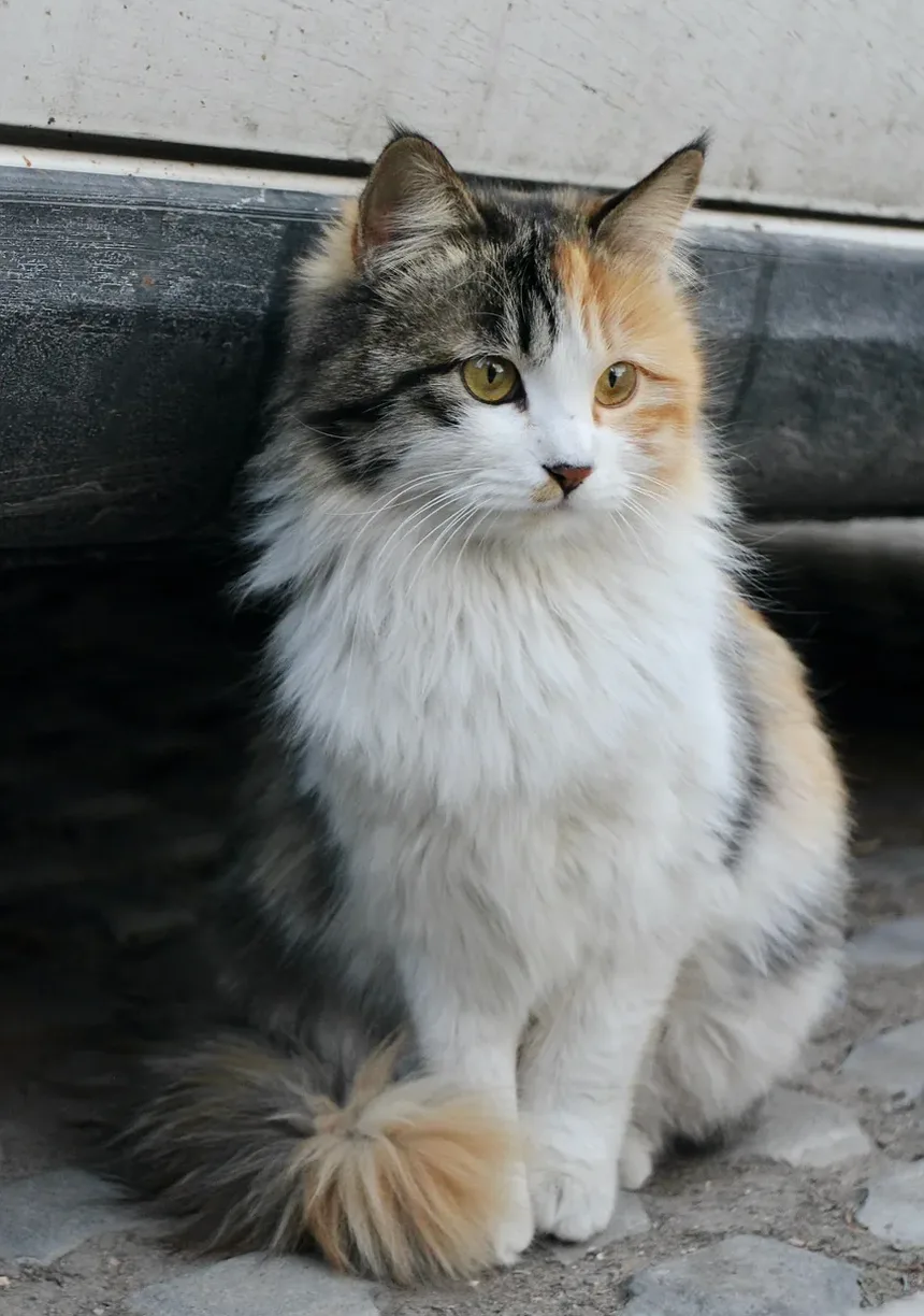 Como Cuidar de um Gato Filhote Recém-Nascido: Um Guia Completo