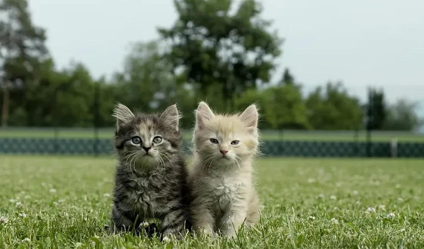 Como Cuidar de um Gato Filhote Recém-Nascido: Um Guia Completo