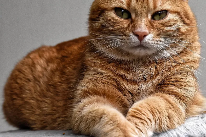 Como Cuidar de um Gato Filhote Recém-Nascido: Um Guia Completo