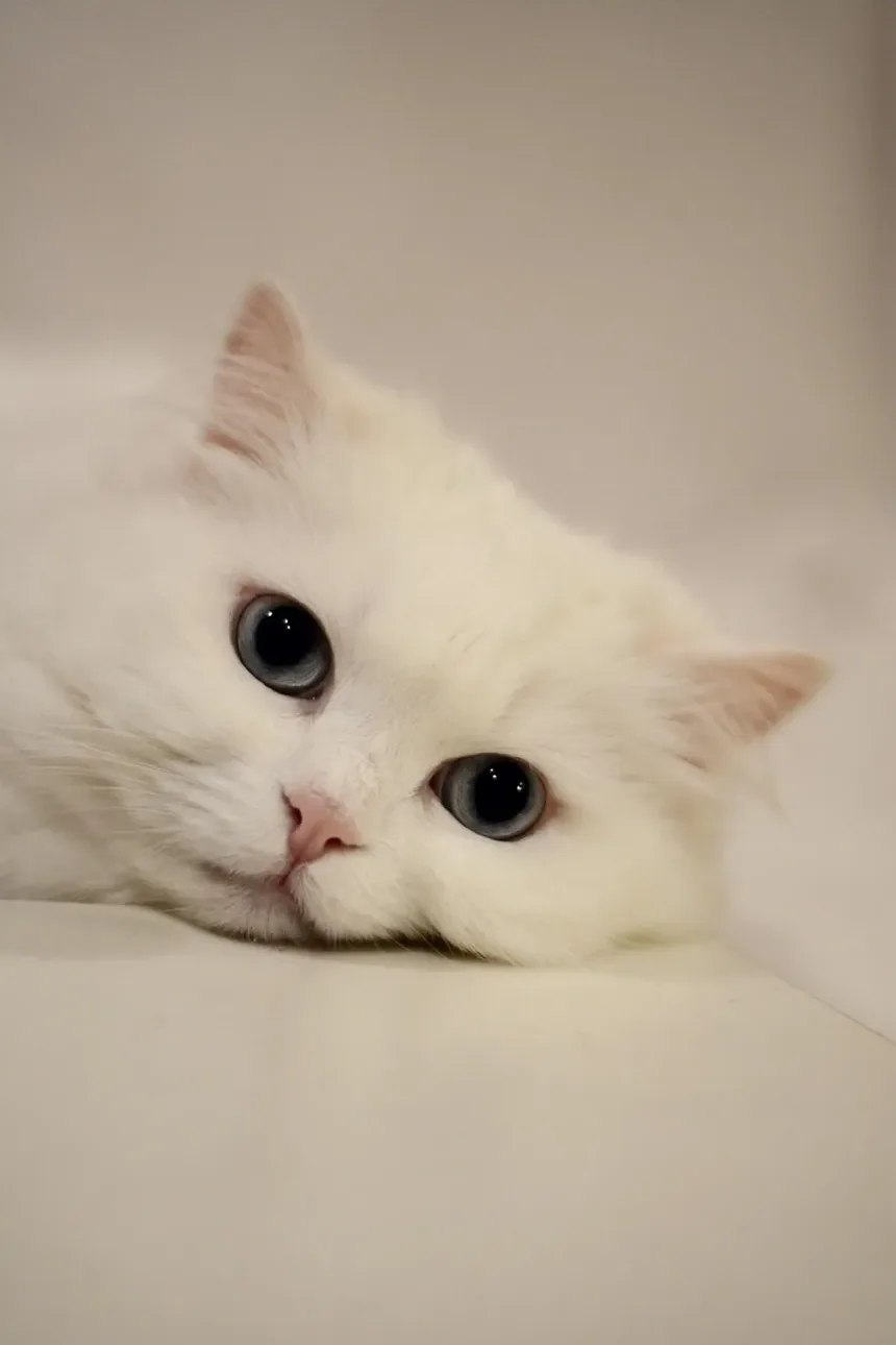 Como Cuidar de Gatinhos Recém-Nascidos e da Mãe: Um Guia Completo