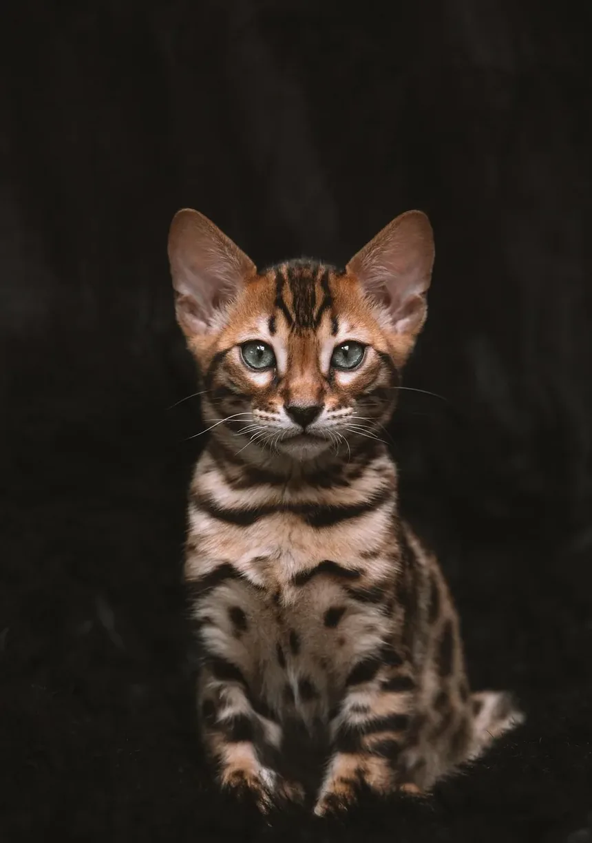 Como Cuidar de Gatinhos Recém-Nascidos e da Mãe: Um Guia Completo