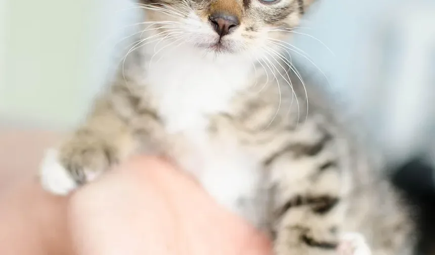 Como Cuidar de Gatinhos Recém-Nascidos e da Mãe: Um Guia Completo