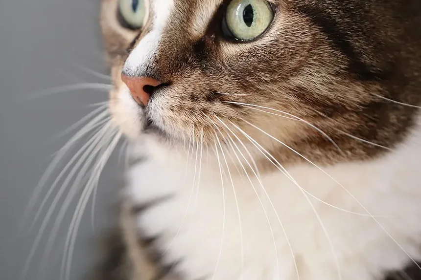 Como Cuidar de Gatinhos Recém-Nascidos e da Mãe: Um Guia Completo
