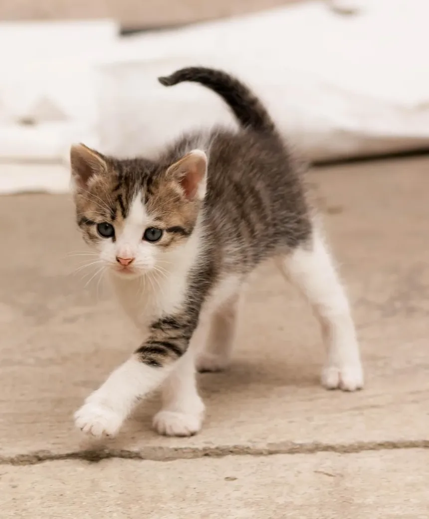 Como Confortar um Gato Idoso: Um Guia Completo