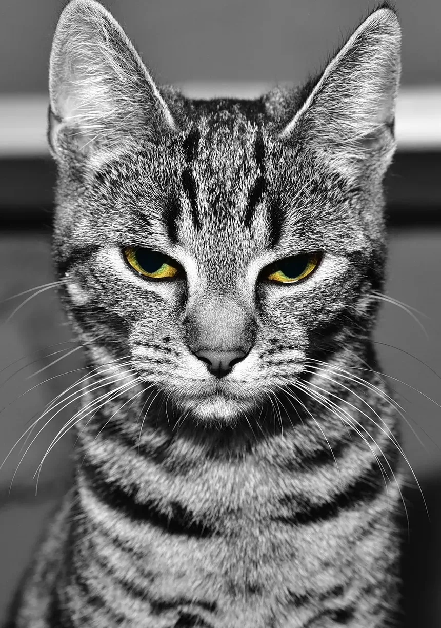 Como Confortar um Gato Idoso: Um Guia Completo