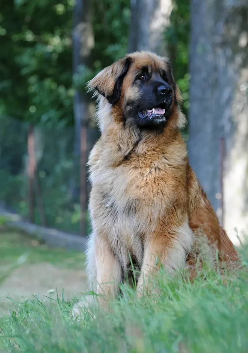 Como Corrigir o Comportamento Agressivo do Meu Cão