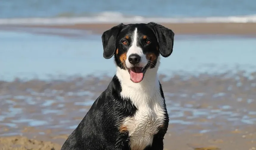 Como Corrigir o Comportamento Agressivo do Meu Cão