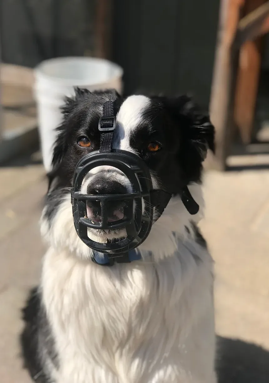 Como Escovar um Bernese Mountain Dog em Casa: Um Guia Completo