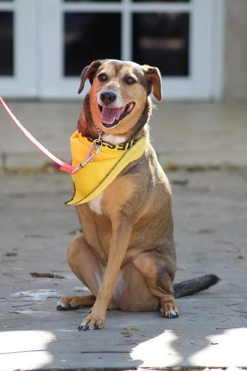 Como Ajudar um Cão Engasgado: Um Guia Completo