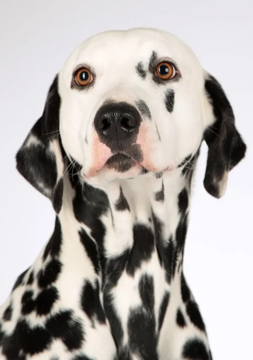 Como Ajudar um Cão Engasgado: Um Guia Completo