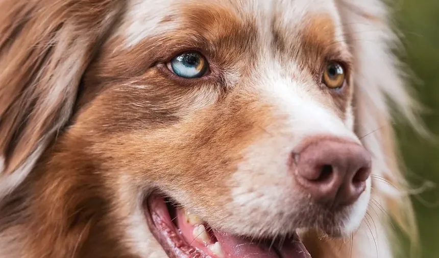 Como Ajudar um Cão Engasgado: Um Guia Completo