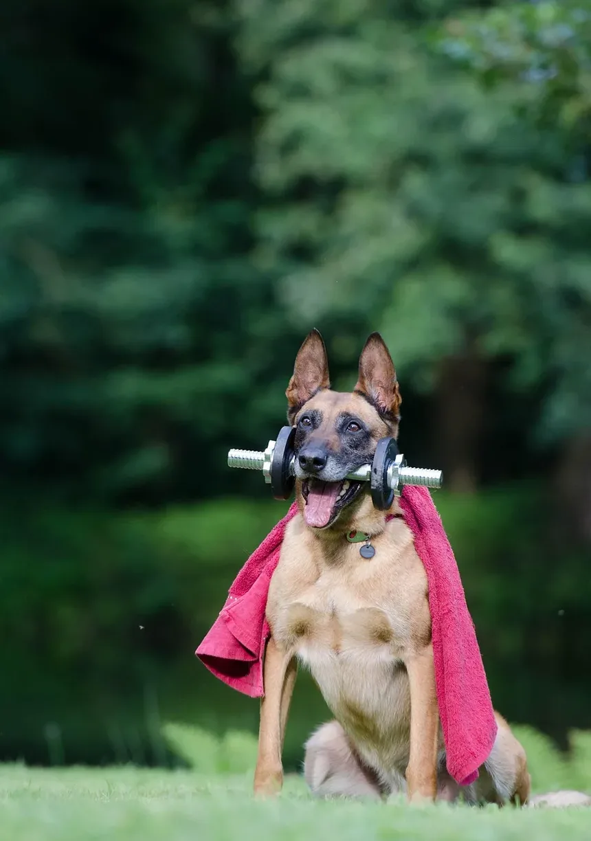 Como Ajudar um Cão Engasgado com Ração: Um Guia Completo de Primeiros Socorros