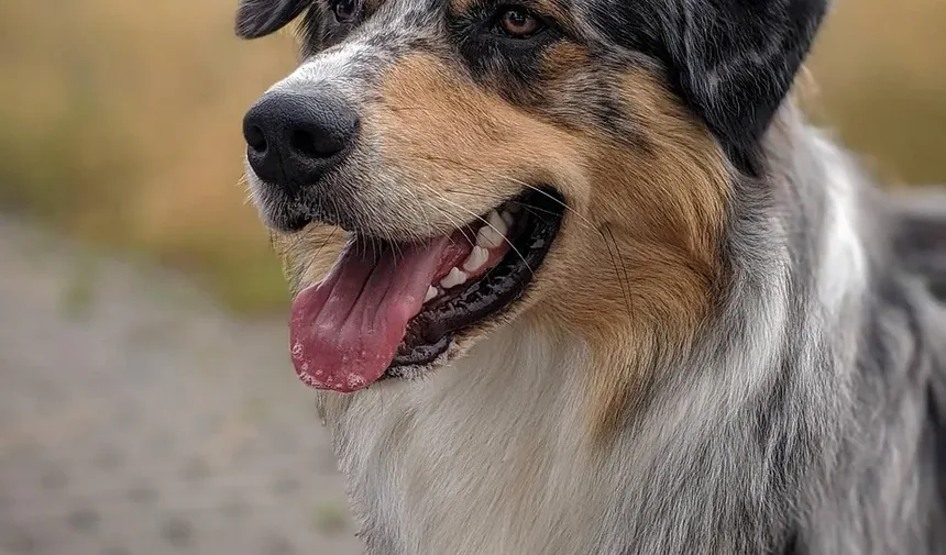 Como Ajudar um Cão Engasgado com Ração: Um Guia Completo de Primeiros Socorros