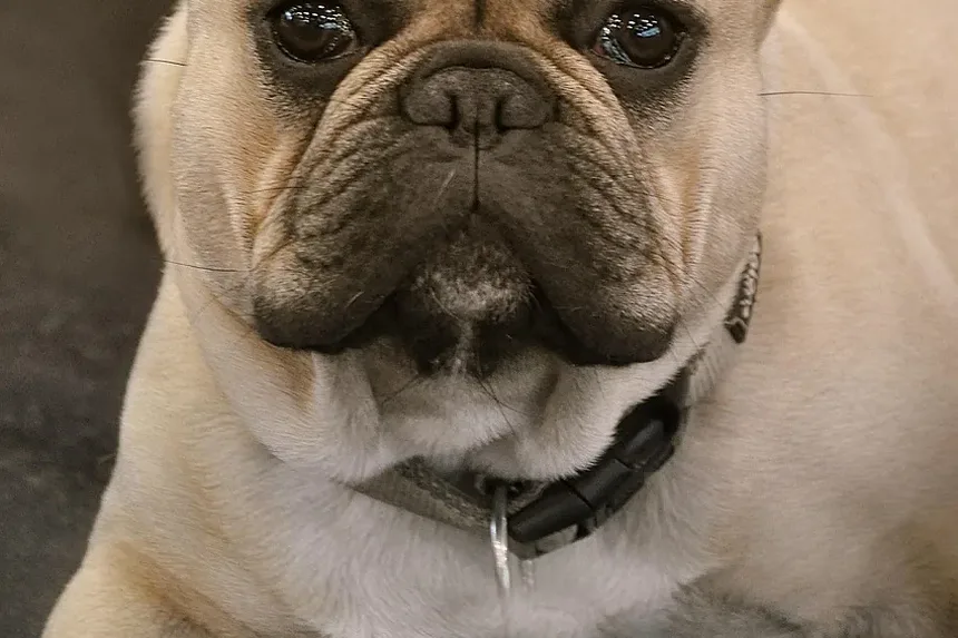 Como Ajudar um Cão Engasgado com Ração: Um Guia Completo de Primeiros Socorros