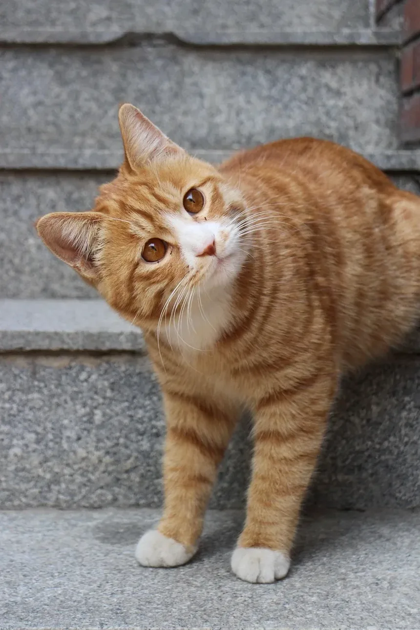Como Ajudar um Gato Medroso a se Adaptar a um Novo Lar