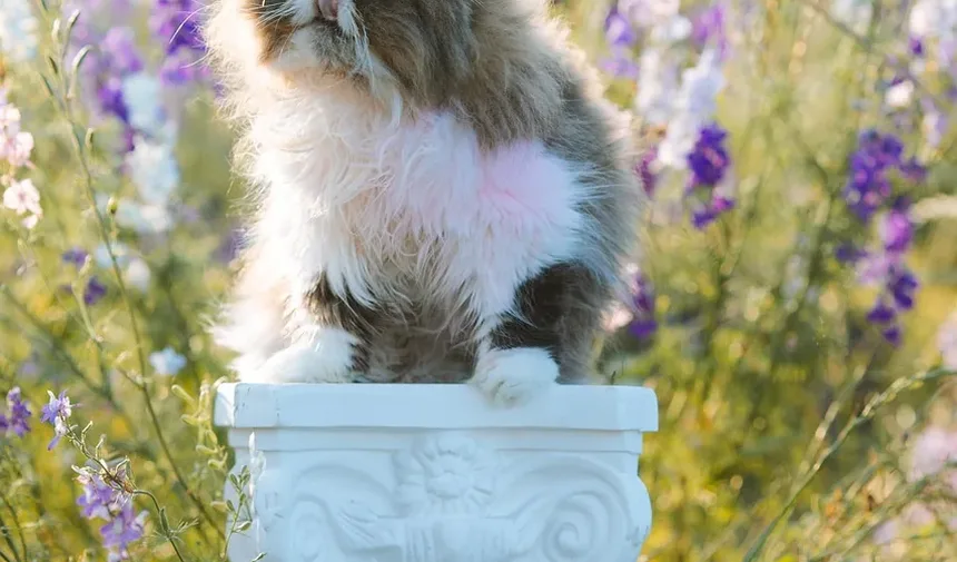 Como Ajudar um Gato Medroso a se Adaptar a um Novo Lar