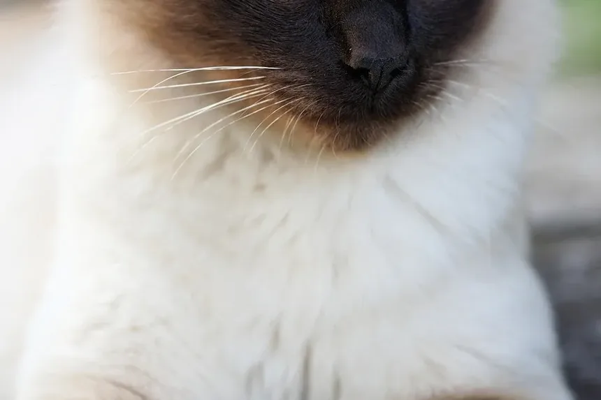 Como Ajudar um Gato Medroso a se Adaptar a um Novo Lar