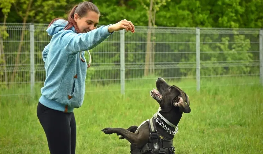 Como Ajudar com a Coceira de Alergia em Cães: Estratégias Abrangentes de Alívio